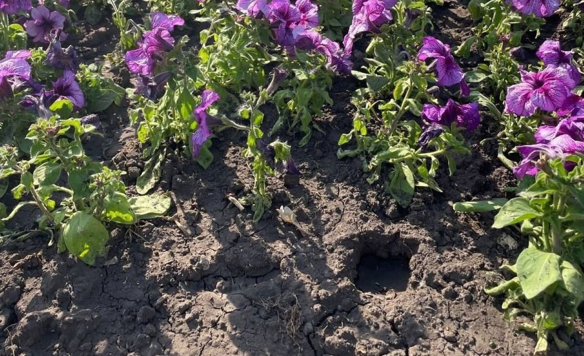    В Курске вандалы воруют цветы с клумб