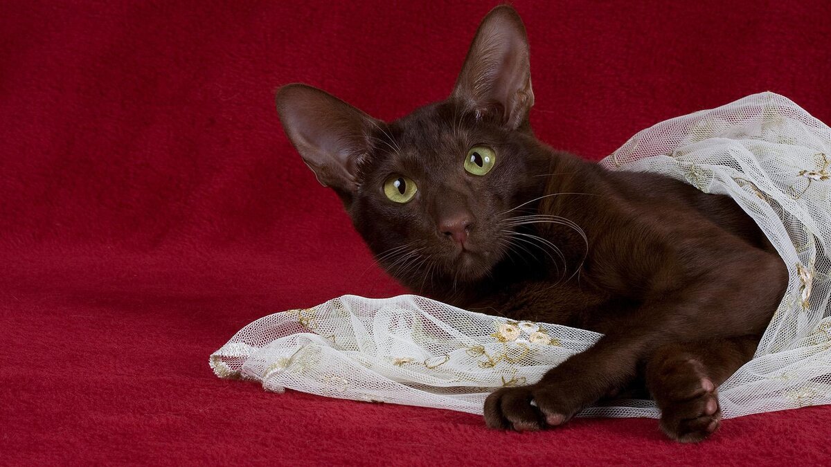    Bildagentur Zoonar GmbH / Shutterstock / FOTODOM