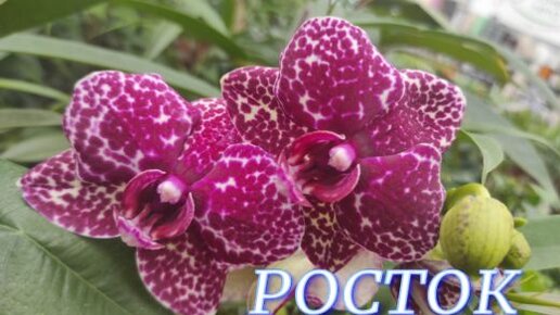 №474/ СКИДКИ 20% и 30% на все ОРХИДЕИ в с/ц РОСТОК