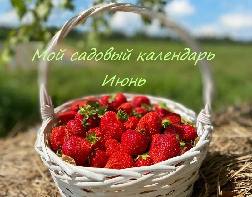 Мой садовый календарь. Июнь