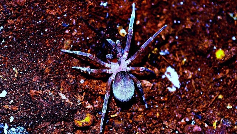 Фото: Jorge Rodríguez / Pixabay