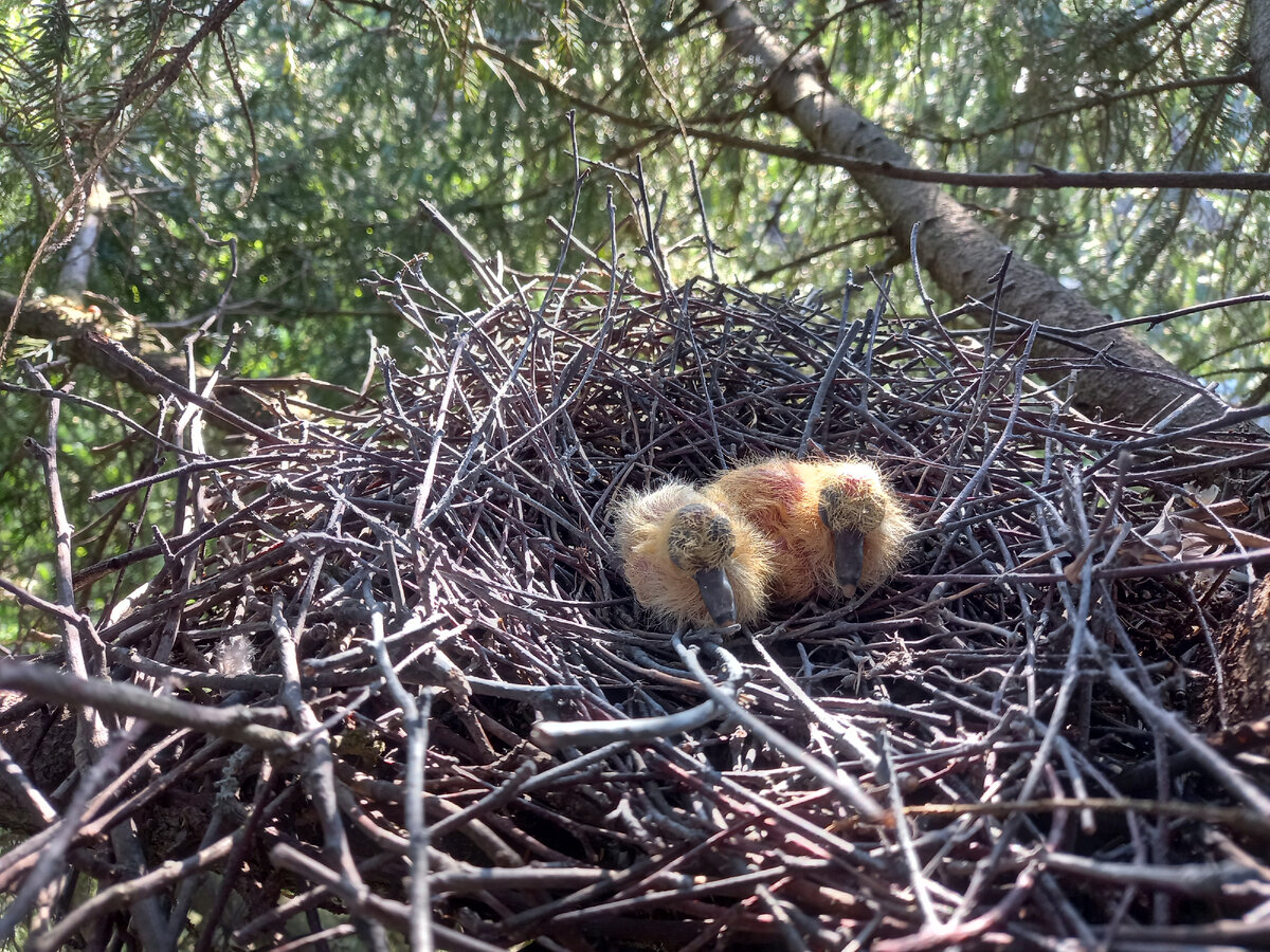 Птенцам один день