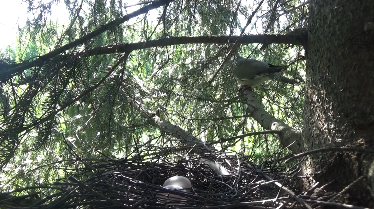 Кладка. Самка на соседней ветке ждет, когда я уйду.