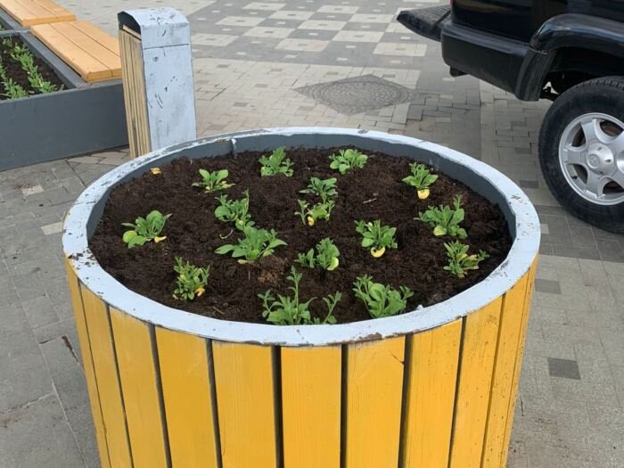    Из цветников на площади Ленина украли саженцы петуний