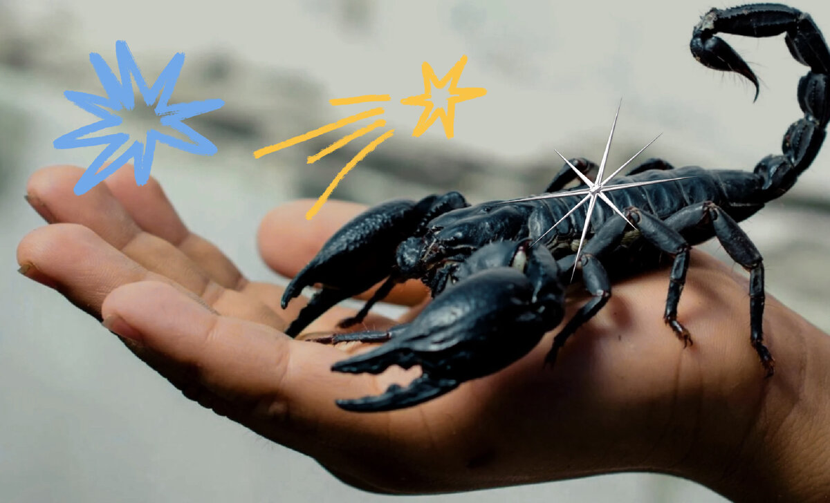 Королевский скорпион во всей красе