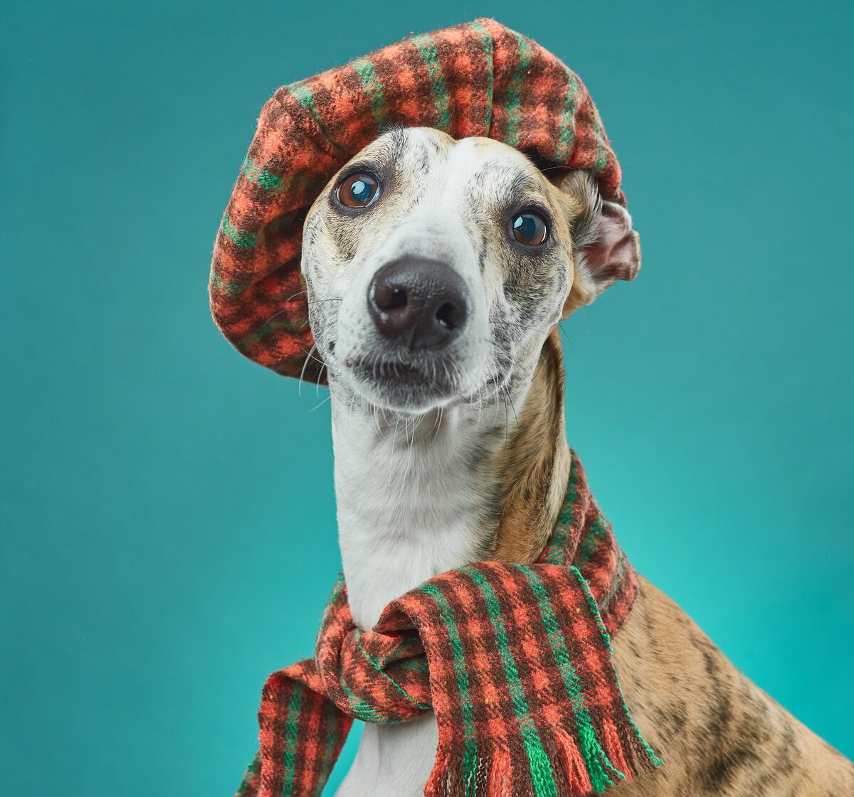 Очаровательный французик