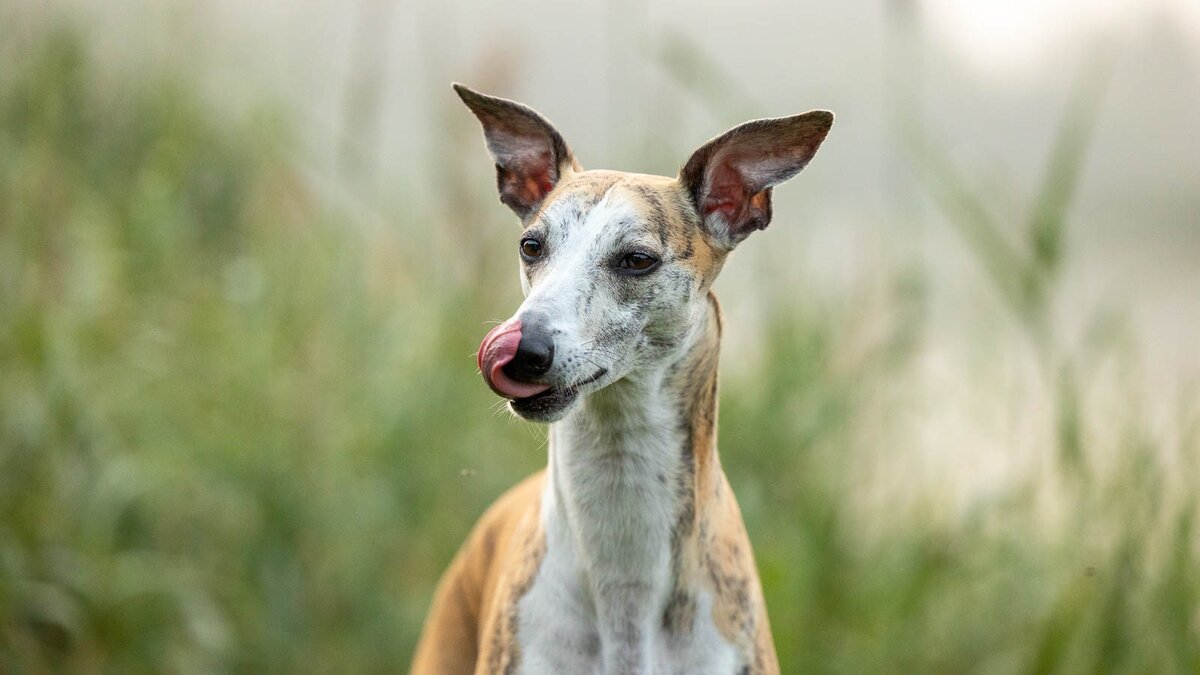 Уши Эвра обладают особым шармом и развеселят любого