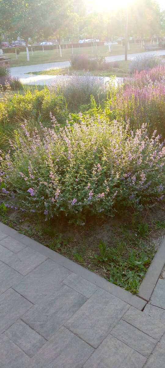 Клумбы из котовника