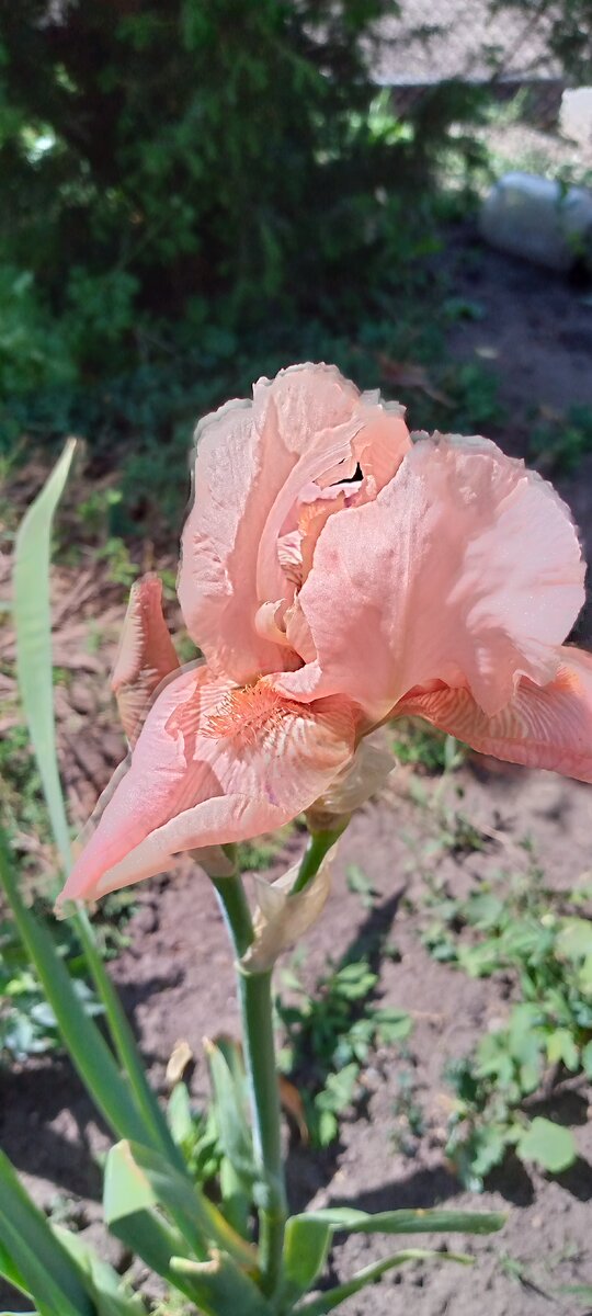 Цветут розовые ирисы