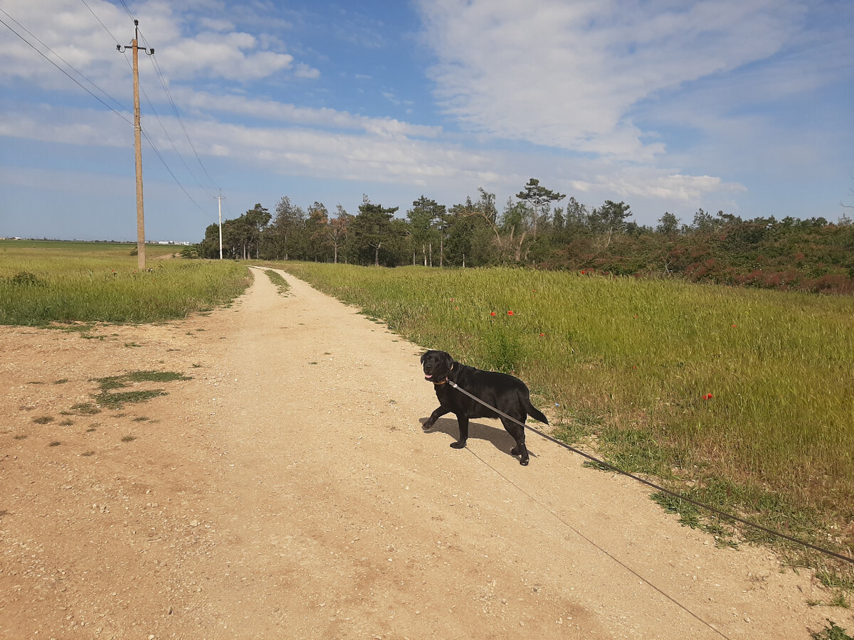 Идем гулять утром!
