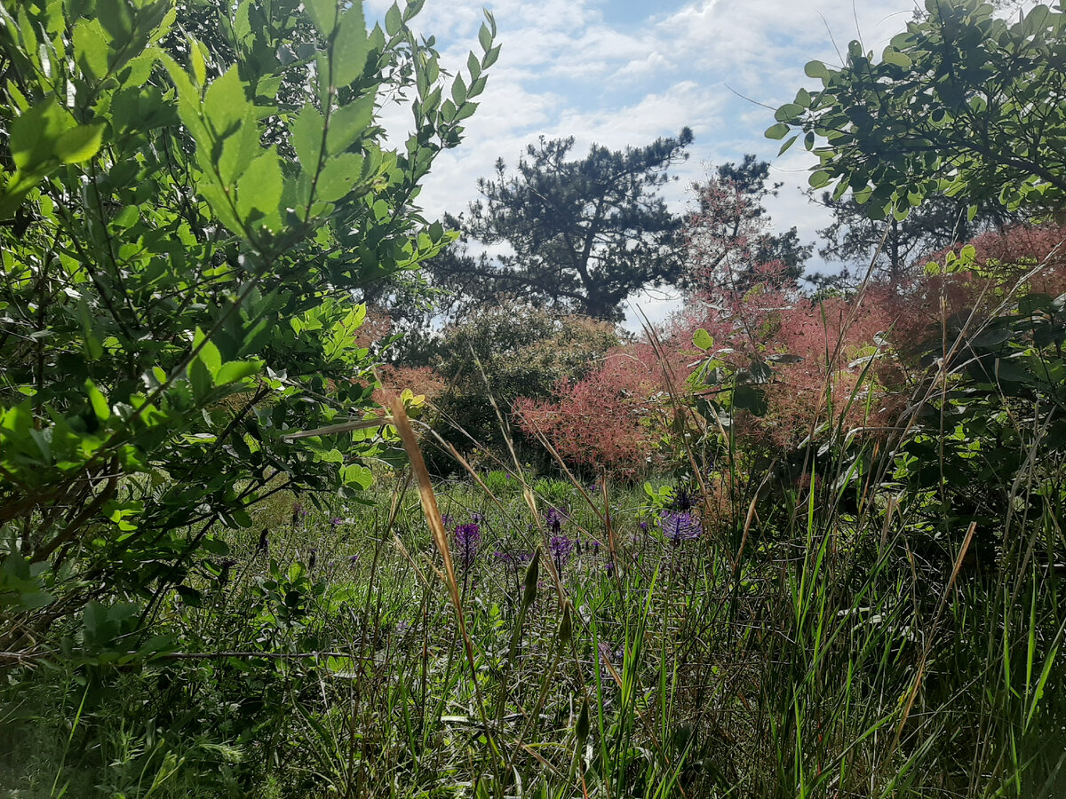 Наша рощица возле Сак сейчас.