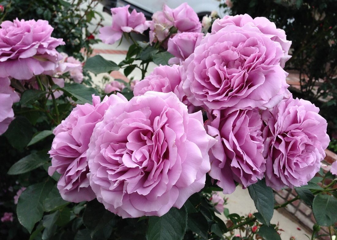 В прошлом году завозил знакомым садоводам японскую голубую розу сорта Виси. В питомнике сказали, что она не чисто голубая. Но для пробы посадил и себе один кустик. В первый же год растение дало цветок.