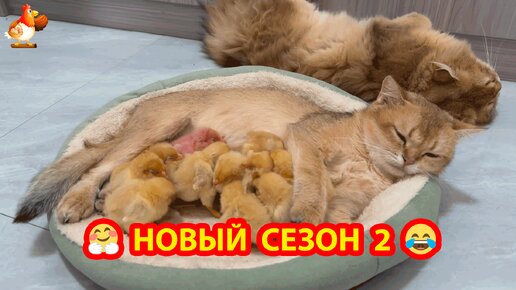 Новый сезон Кошек с Цыплятами ч.2 ❣️🤗😂 Опять греть пискунов, но пора втягиваться 🥱