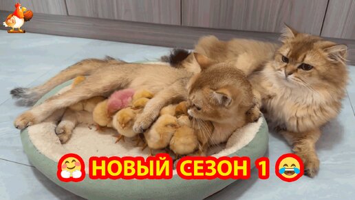 Новый сезон Кошек с Цыплятами ч.1 ❣️🤗😂 Кошачья лень, но пора втягиваться 🥱