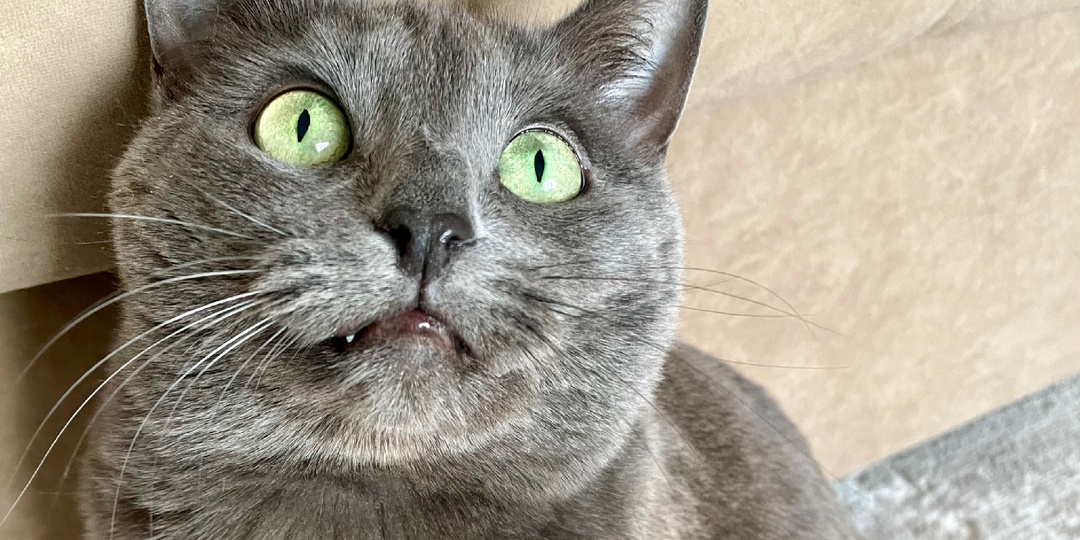 Муж решил пошутить над кошкой и как оказалось очень зря