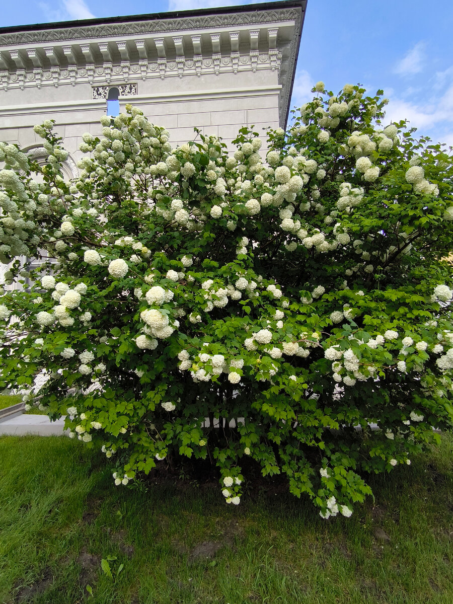 Трехметровая гортензия на одной из центральных аллей ВДНХ. Я-то думала, что готензия - это маленькие кустики! Больше фото ->
