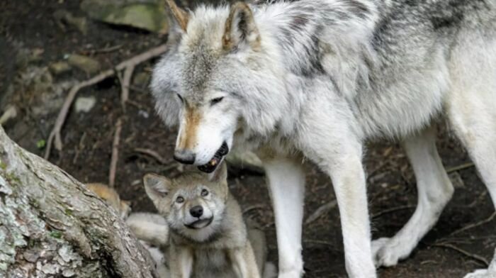Wolfwatcher - Timeline Photos Facebook