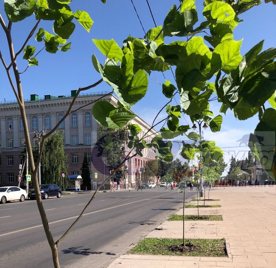 В Курске на улице Ленина высадили липы | Друг для друга Курск | Дзен