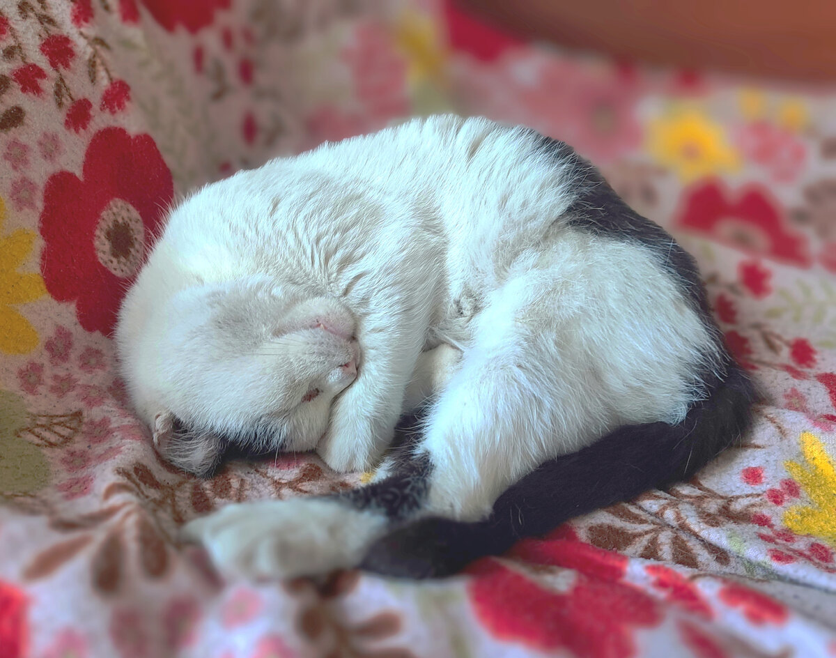 Кот Саша спит у Стаса на кровати, пока кот Артём шарится на улице