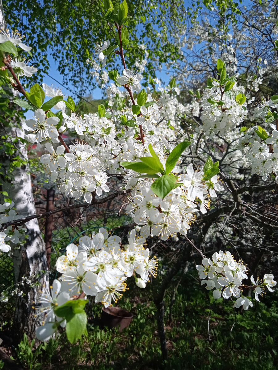 Цветёт терновник