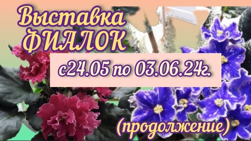 ФИАЛКИ-2024. Выставка с 24/05 по 03/06/24 (Часть2) «Здравствуй, лето - 2024». Дом Фиалки (Москва)