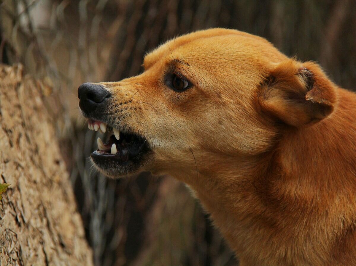    Злая собака© Pixabay / Pixabay / Andr Sommerh