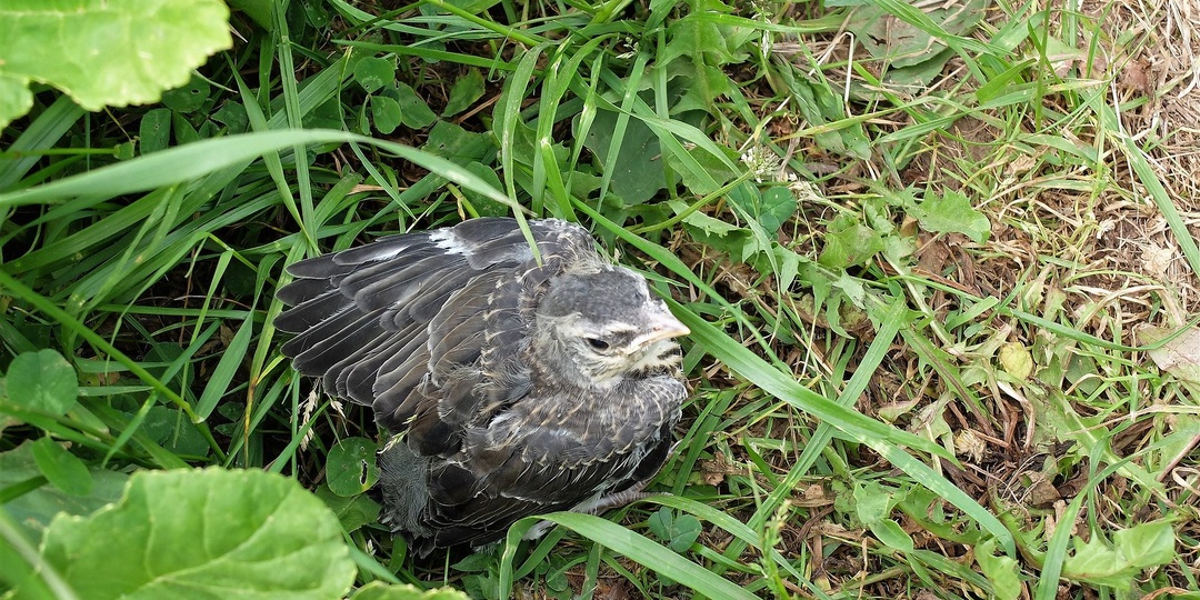 Всюду жизнь...