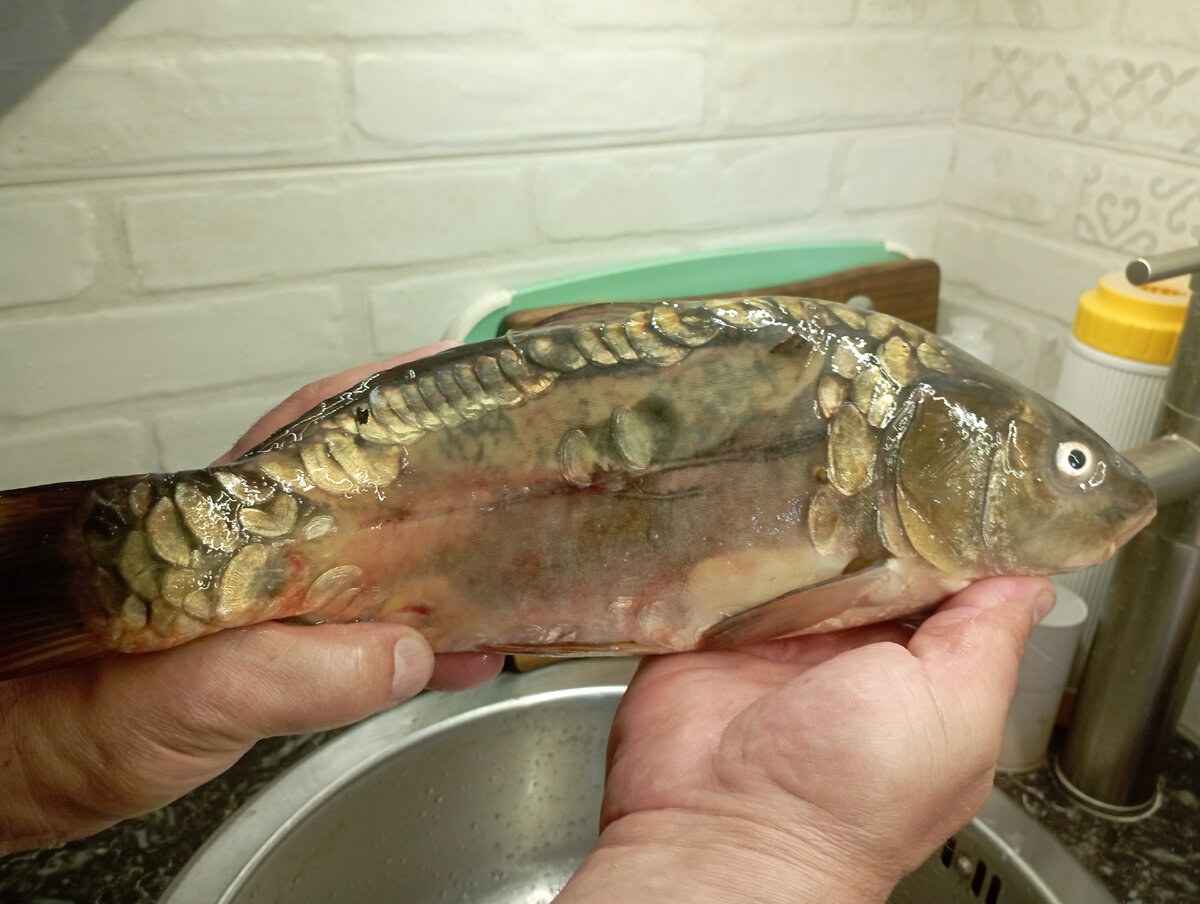 Карп, которого добыл муж. 