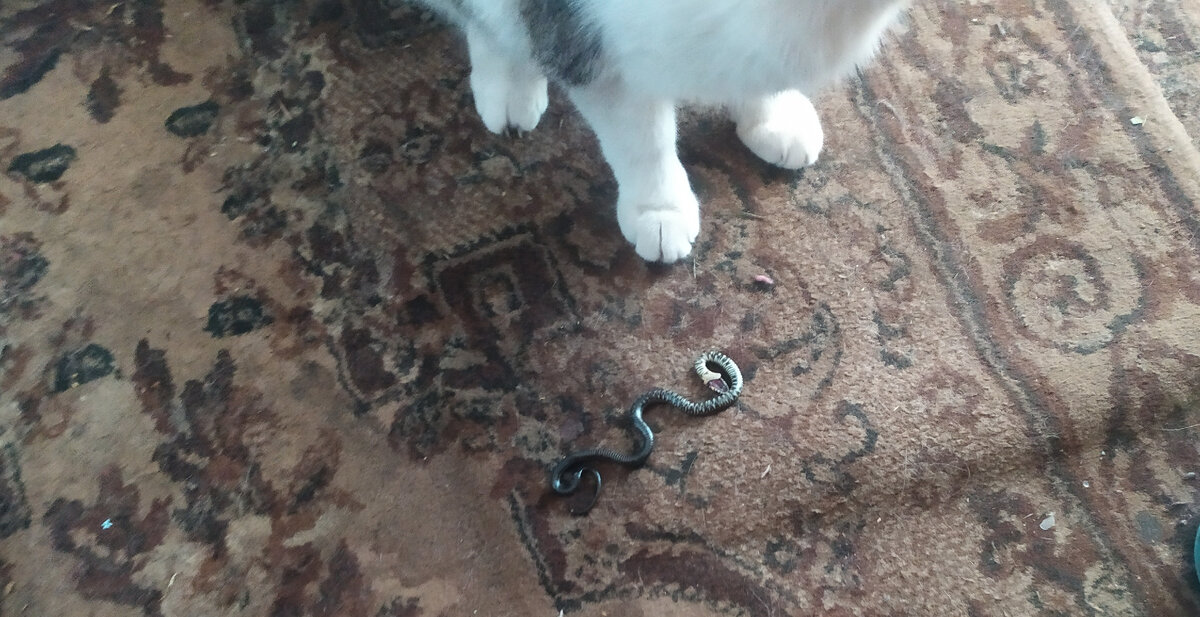 Таких домой уже не раз приносила