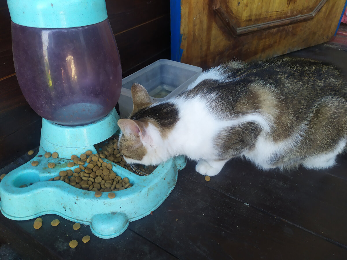 Эта кошка -змеелов