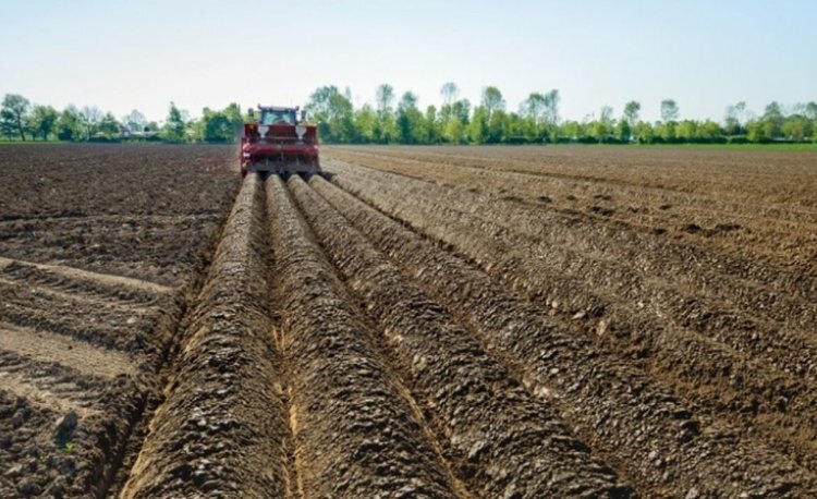    Как сложилась сортовая картина картофеля в Приморском крае в 2024 году