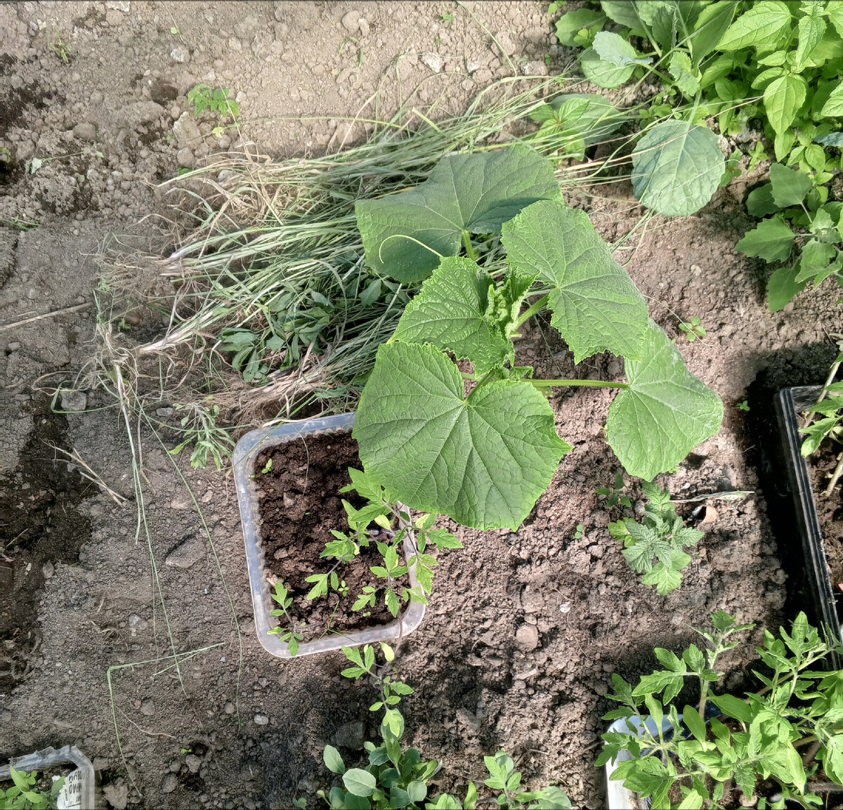 Пусть собачки все потопчут и завалят экстрементами.