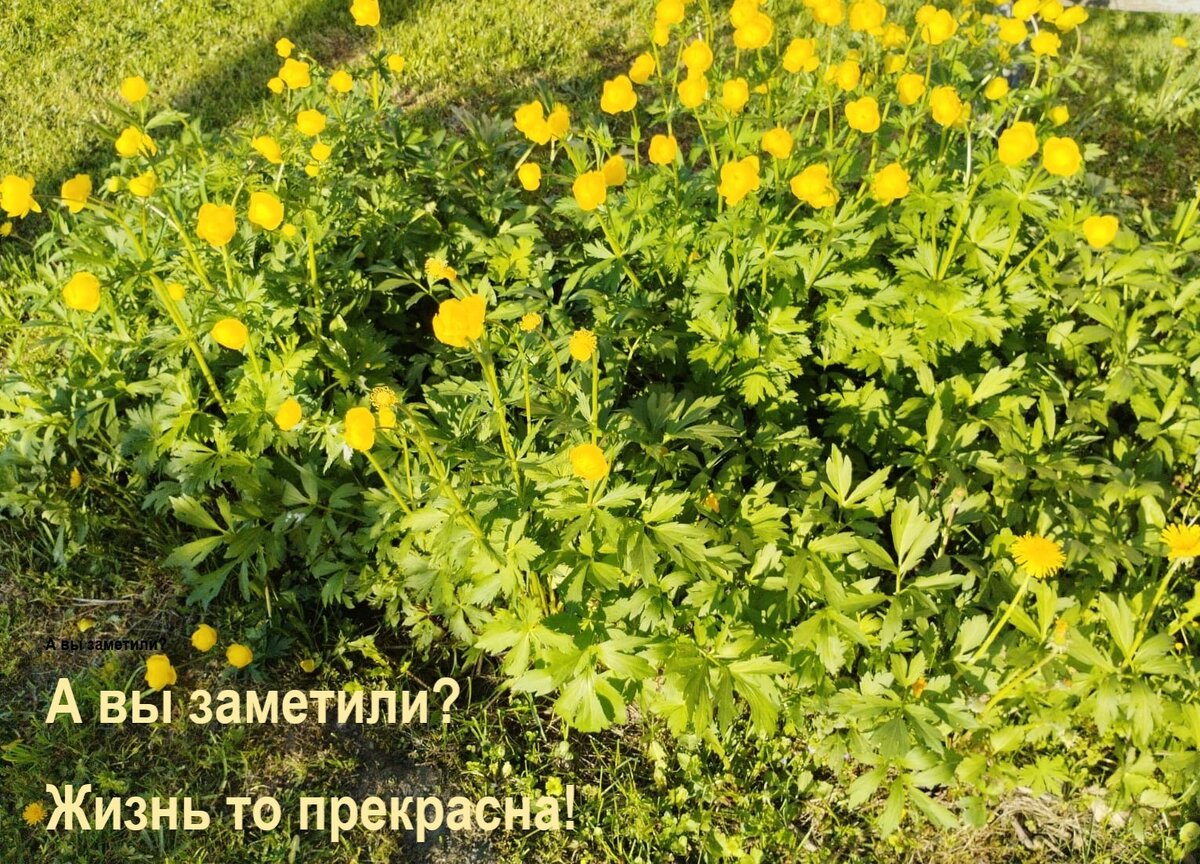 Фото из личного архива. У нас прекрасно цветет купальница! 