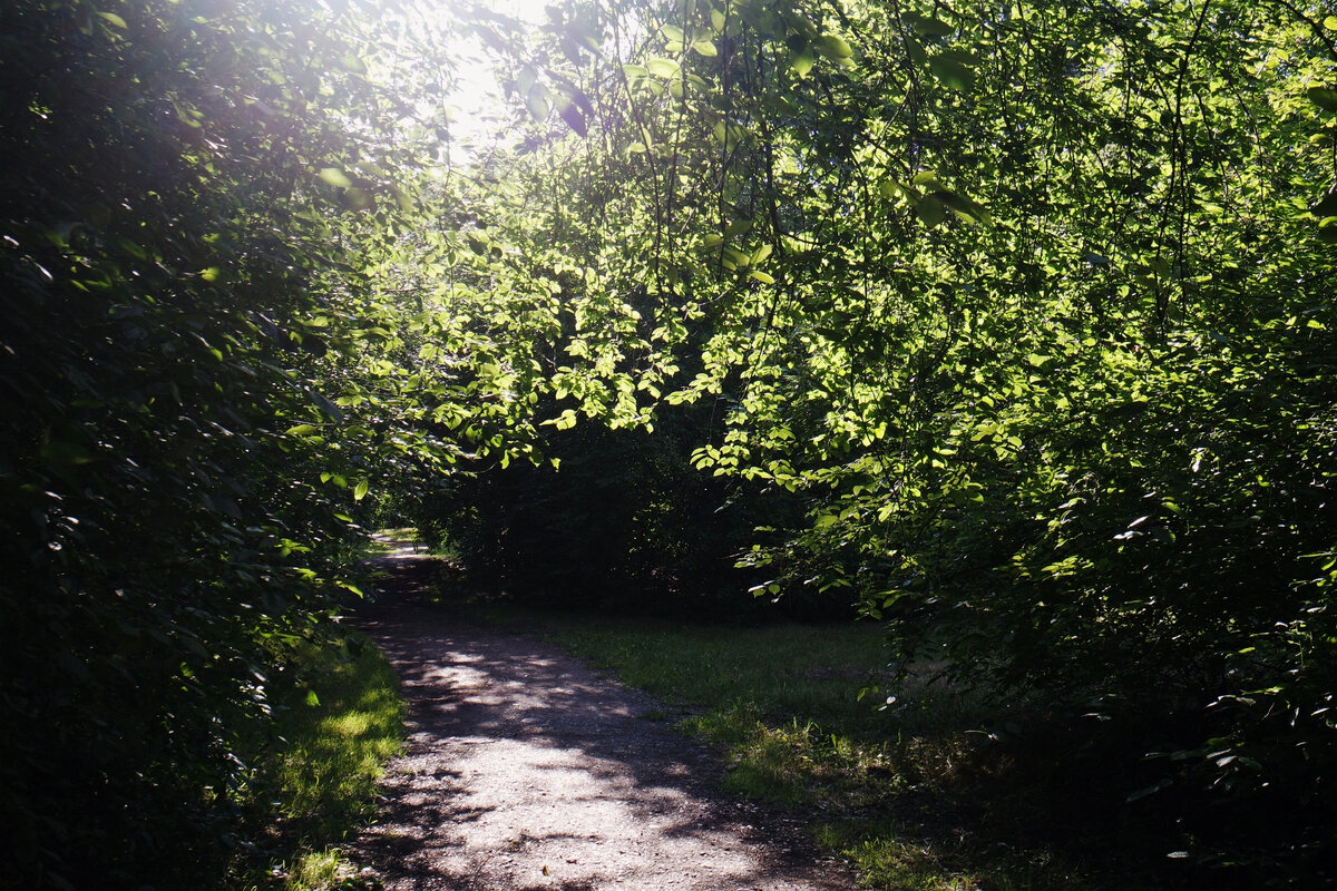 в соседнем парке