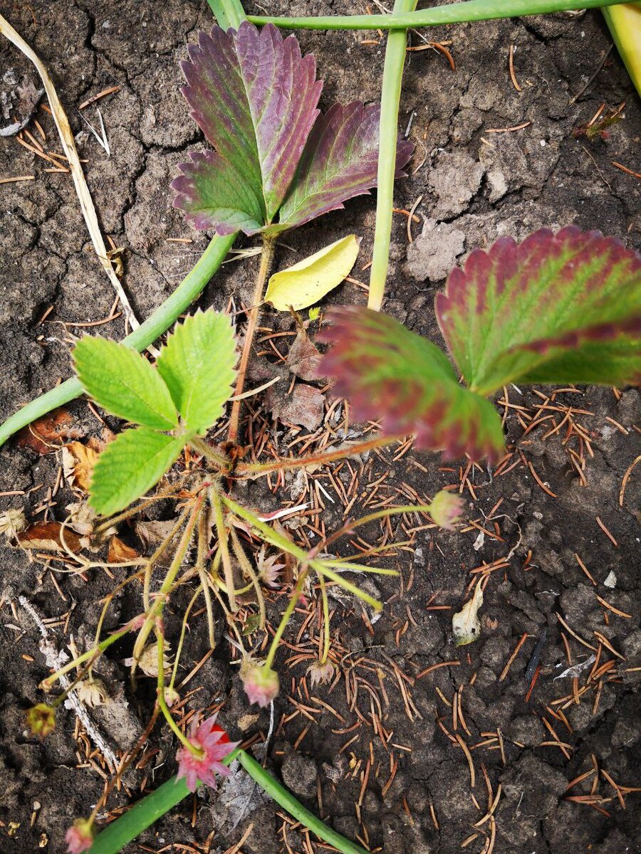 Так выглядит вертициллез на крупноплодной землянике