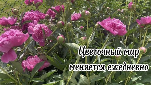 Цветочный мир меняется ежедневно