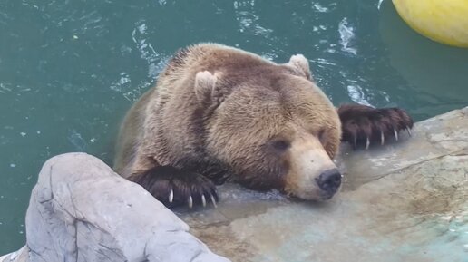 Медведь Мансур спасается от жары в бассейне😱🐻💦🏊