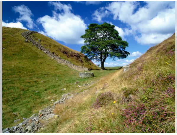 Исчезнувший, но не забытый: Платановый проход - одна из самых известных частей стены. Культовое дерево было незаконно срублено в 2023 году.