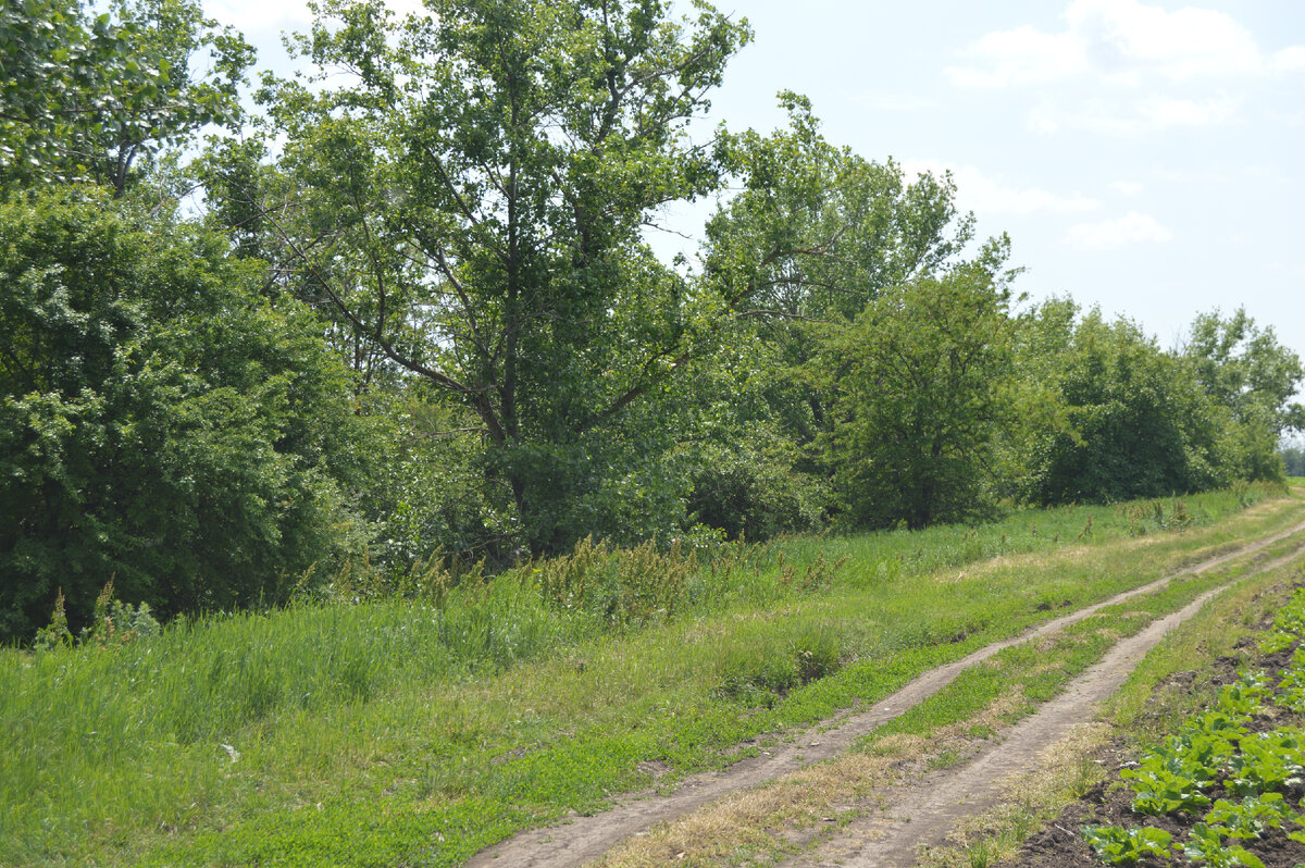 Фото автора. Май 2024. Полевая дорога. 