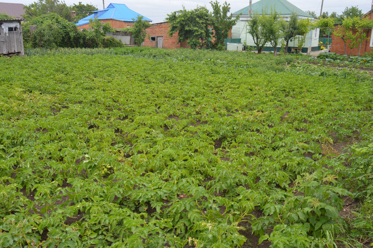 Фото автора.29.05.2024. Сельский приусадебный участок у дома. 