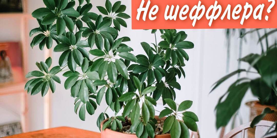 Точно ли ваша шеффлера - настоящая шеффлера, и как за ней ухаживать, чтобы она росла много лет?