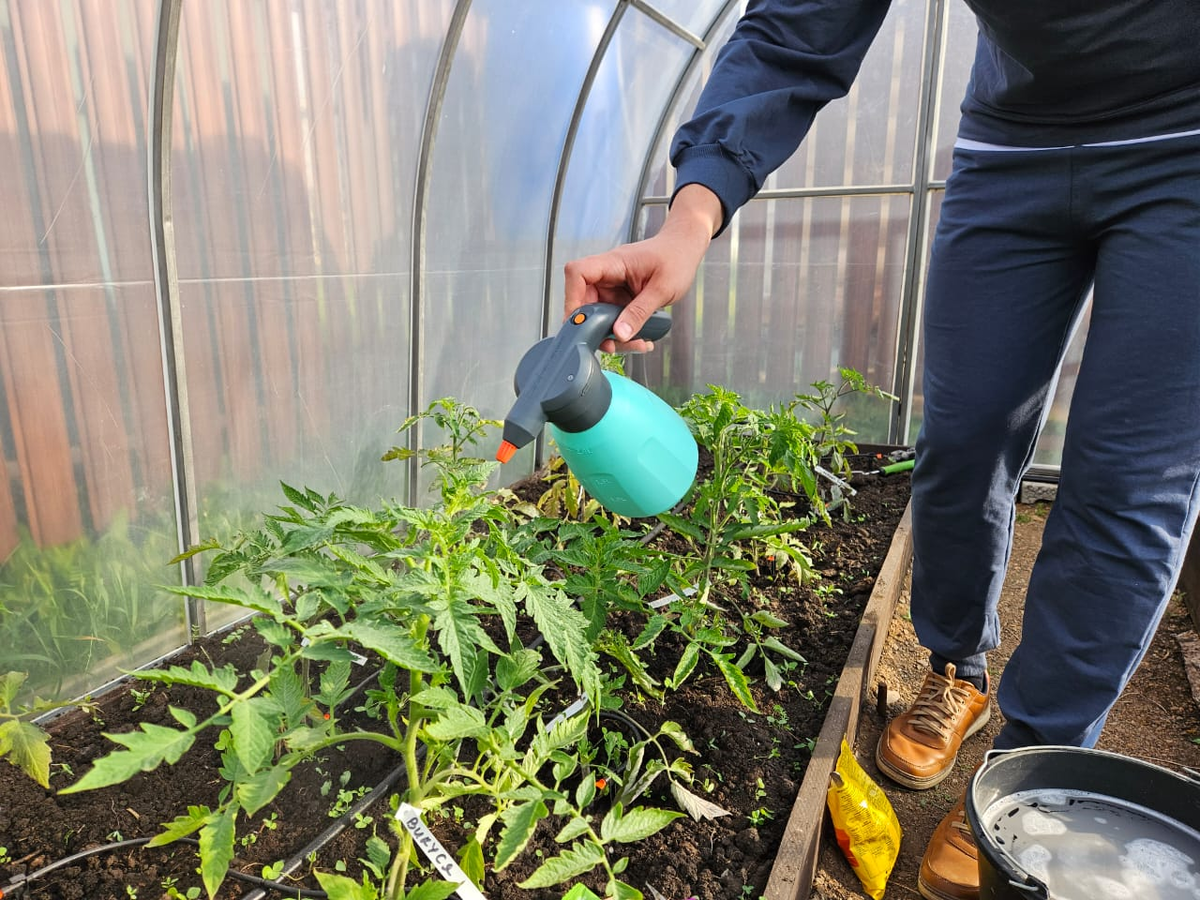 У меня тоже была плохая рассада, но я знаю, как это исправить