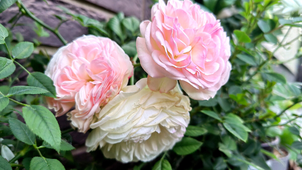 Фантазийное изображение чистой репутации. А розы уже этого сезона, кстати. Фото автора