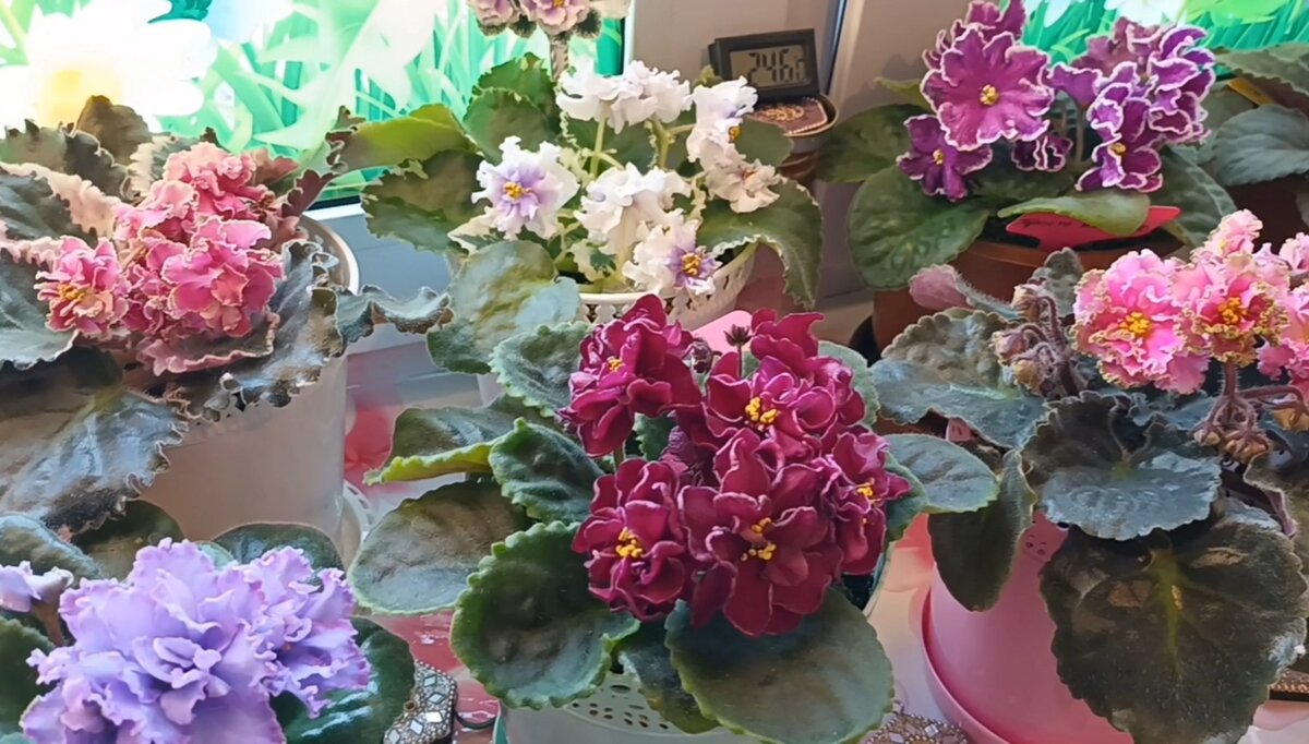 Наши сортовые фиалочки! 💖