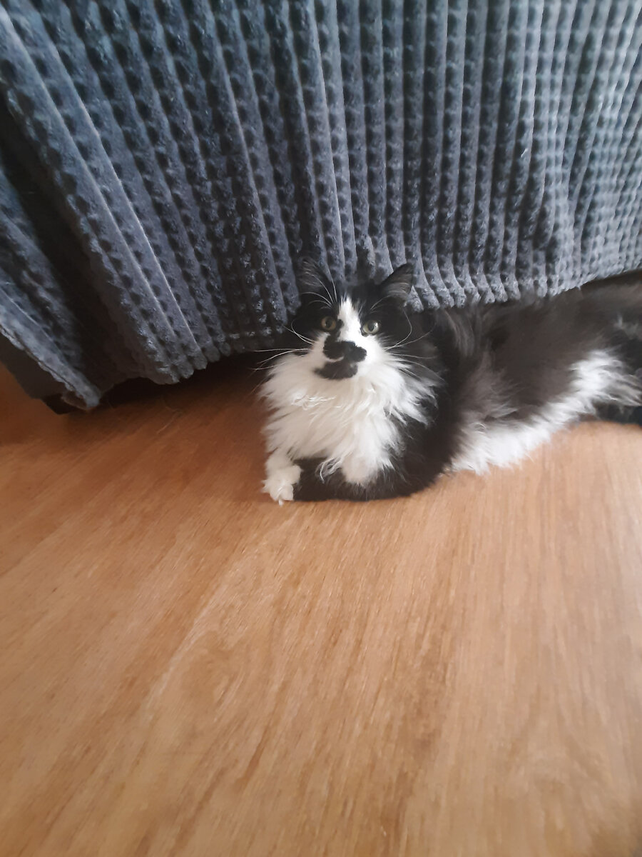 Дина - Прага.