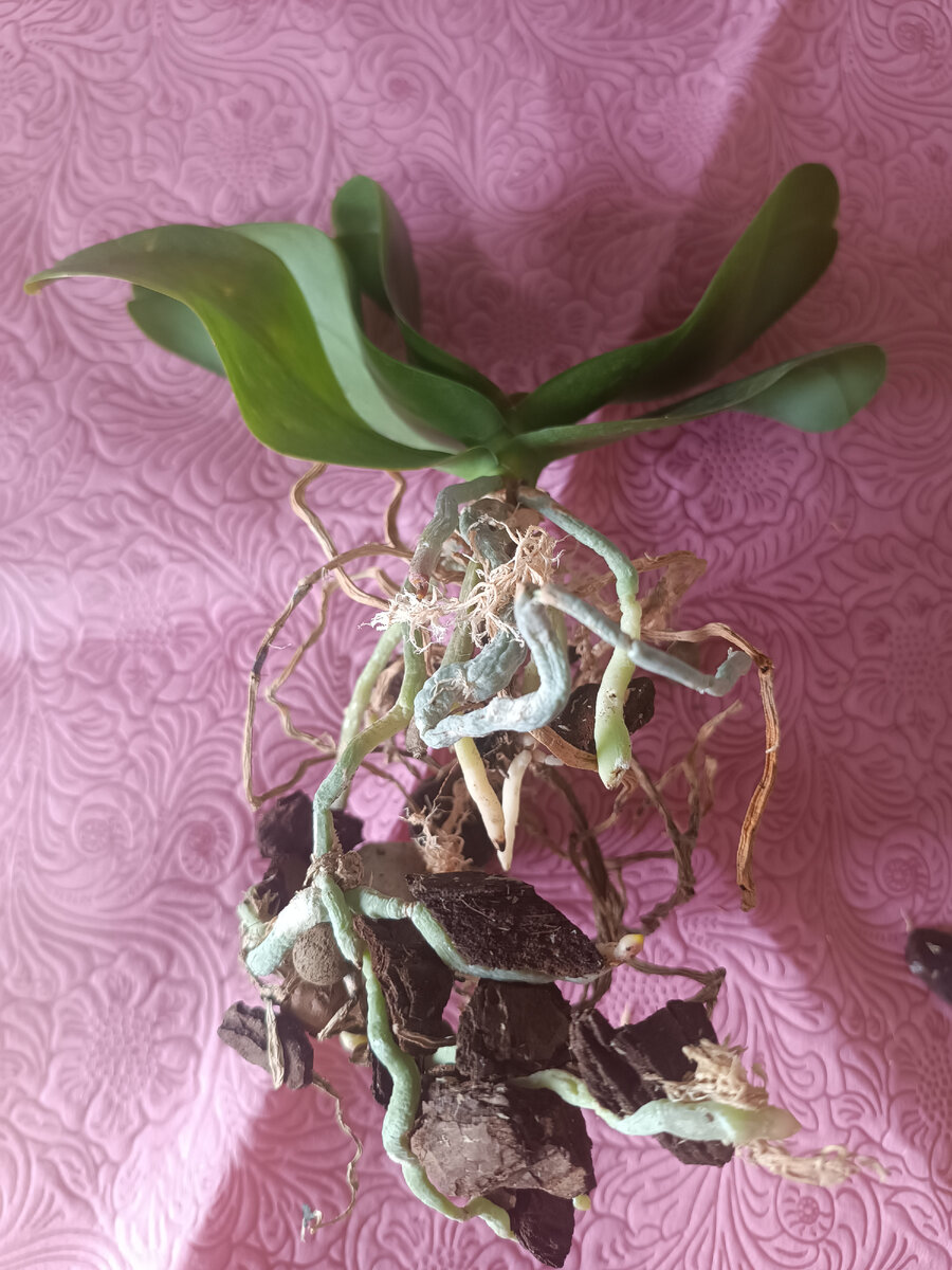 Орхидея 1.Фото ДО обрезки. 