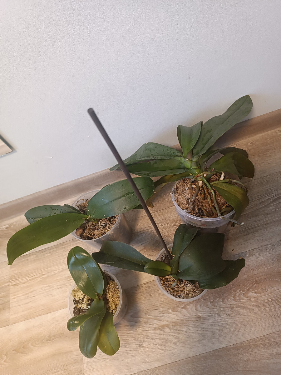 На фото цветы после пересадки