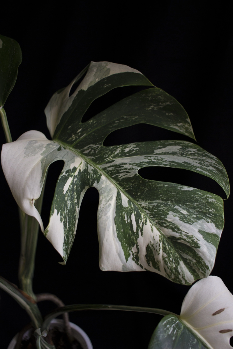 Одна из моих Альб