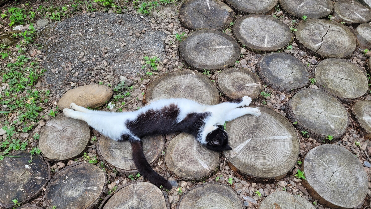 Марк растянулся на дорожке