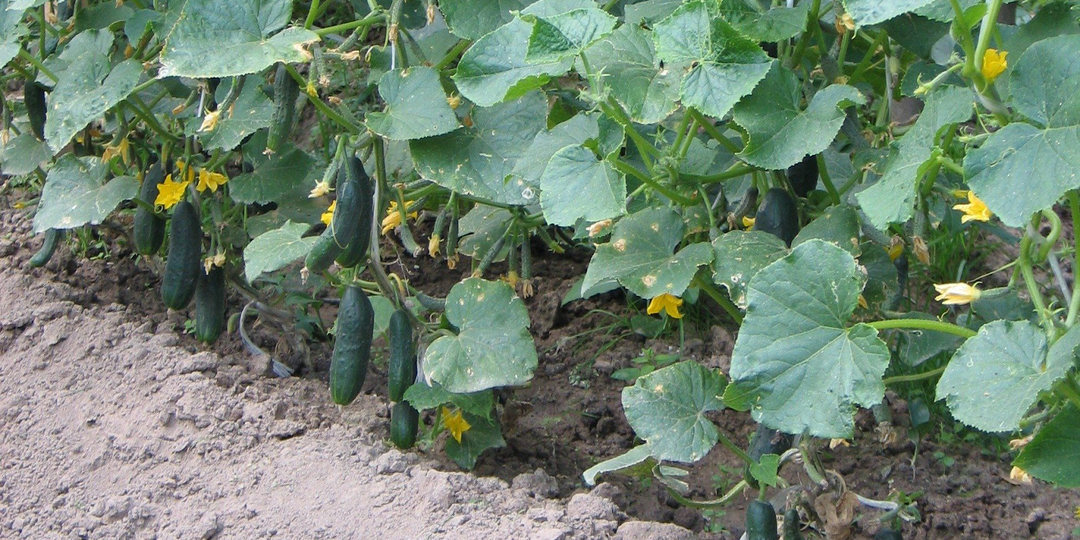 Обрабатываю огурцы от мучнистой росы только так и всегда получаю отличный урожай